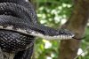 black_rat_snake_web-1024x683.jpg