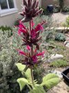 Salvia Spathacea 3.jpeg