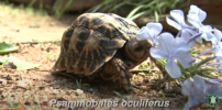 Tortoise eating plumbago.png
