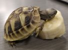 tortoise picture 2.JPG