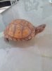 baby boy turtle 2012.jpg