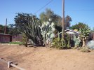 Cactus Garden 5-12-12 c.jpg