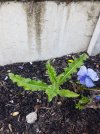 CREEPING THISTLE.jpg