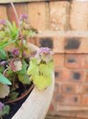 RED DEAD-NETTLE .jpg