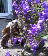 Daisy making bee-line for patio door.jpg