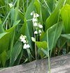 Lily of the valley.jpg