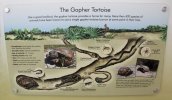 gopher-tortoise-burrow-1.jpg
