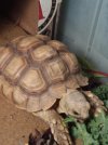 Sulcata 2.jpg