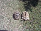 bumpy tortoise a.jpg
