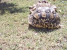 bumpy tortoise c.jpg