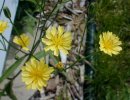 SAFE TO FEED - nipplewort flower.jpg