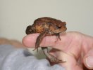 finger toad.jpg
