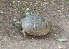 Found Tortoise 7.14.21 (2).jpg