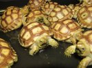 Sulcata Tortoise 12.jpg