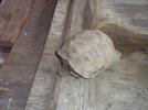 Texas Tortoise Freddie c.jpg