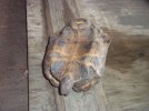 Texas Tortoise Freddie d.jpg