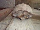 Texas Tortoise Freddie e.jpg