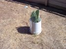 bucket cactus.jpg