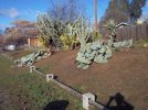 cactus 01-07-16 a.jpg