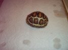 Chase's tortoise sengo.jpg