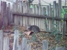 stray cat 1-5-22 a.jpg