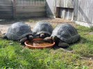 aldabra-waterbowl.jpg