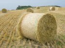 round-hay-bales-in-field_u-l-pzks8i0.jpg