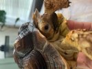 tortoise 1.jpg