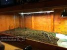 New Tegu and my custom Enclosure! (lots of Photos) | Arachnoboards | Tegu,  Reptile enclosure, Snake enclosure