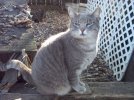 2022 stray cat David Dos 3-21-22 b.jpg