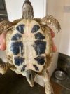 Oldest Tortoise Ren.jpg