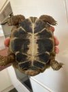 Youngest Tortoise - Renna.jpg