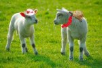 dressing-the-lambs.jpg