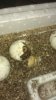 Hatchling 1.5 egg 5-22-13.jpg