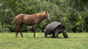 Galapagos-giant-tortoise-Megan-Sligsby-small-768x432.jpg