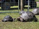 aldabra-5-29-2022-1.jpg