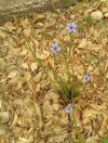 blue-eyed grass.jpg