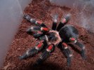 Brachypelma auratum.jpg