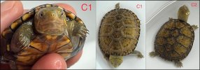 red cheek turtle group imageC01.jpg