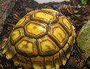 Sulcata hatchling starting pyramiding with note on keratin growth.jpg