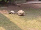 2 torts.jpg