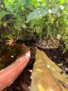 Baby enclosure tortoise level view.jpg