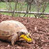 russian tortoise enjoying a dandelion