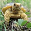 baby-gopher-tortoise-Chris-Potin---Mississippi-Army-National-Guard.jpg