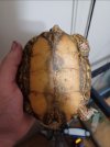 tortoise 1.jpg