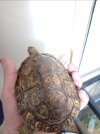 tortoise 2.jpg