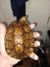 tortoise 3.jpg