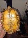 tortoise  4.jpg
