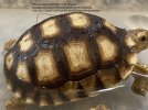 my smooth sulcata with note on keratin growth.jpg