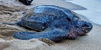 leatherback-sea-turtle_Getty-Images_600x300.jpg